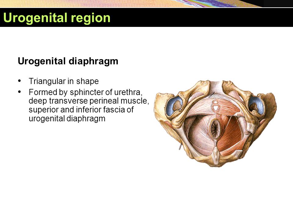 Urogenital region Urogenital diaphragm Triangular in shape