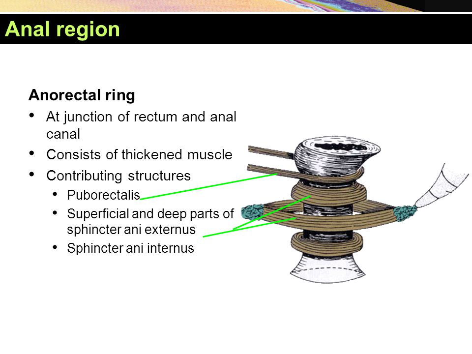 Anal region Anorectal ring At junction of rectum and anal canal