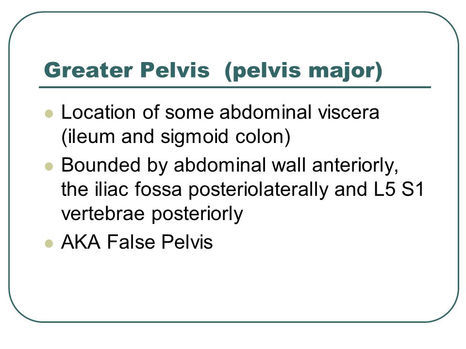 Greater Pelvis (pelvis major)