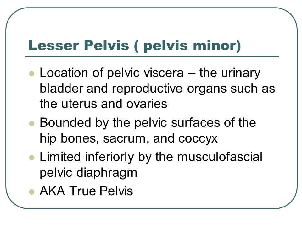 Lesser Pelvis ( pelvis minor)