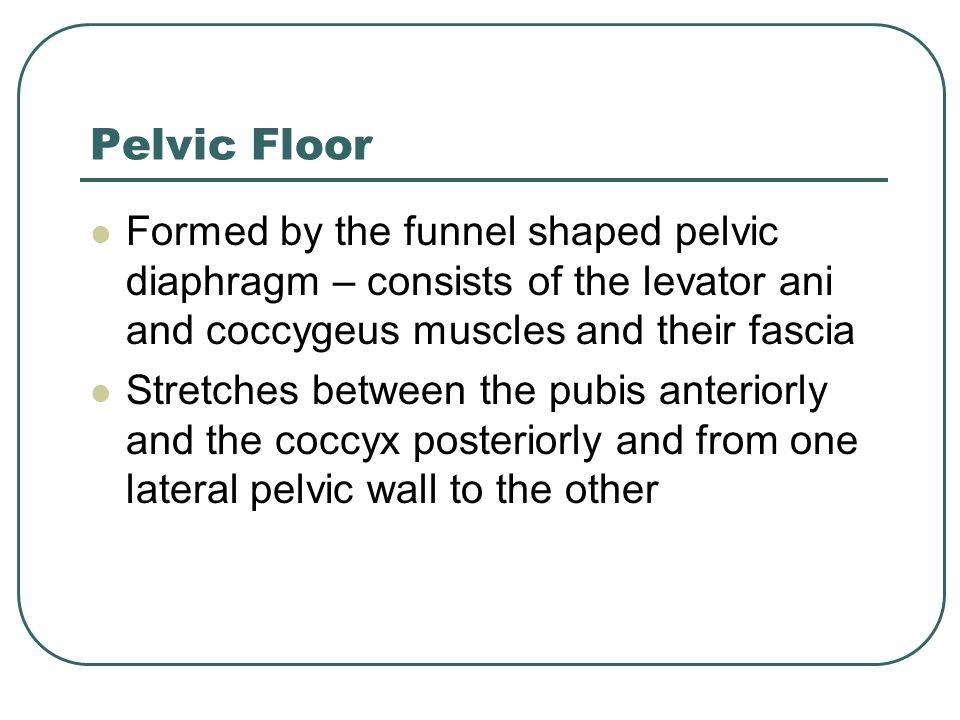 Pelvic Floor Formed by the funnel shaped pelvic diaphragm – consists of the levator ani and coccygeus muscles and their fascia.