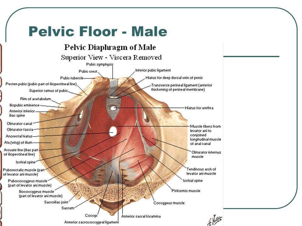 Pelvic Floor - Male