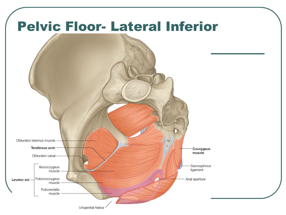 Pelvic Floor- Lateral Inferior