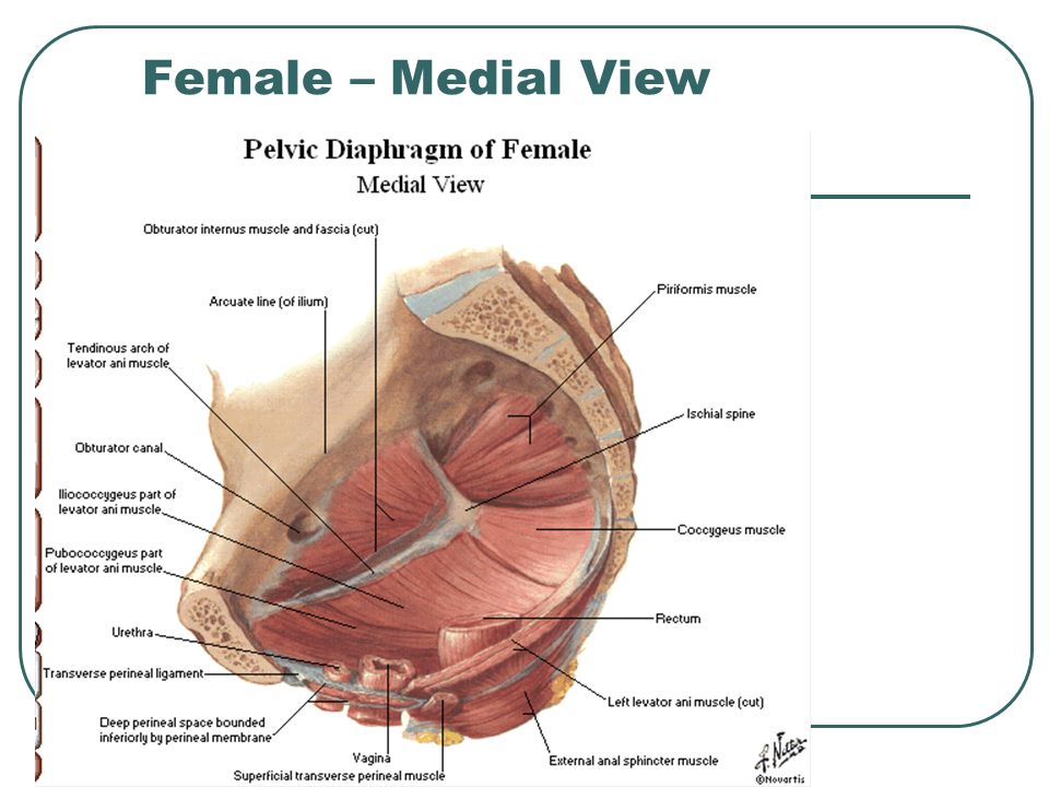 Female – Medial View