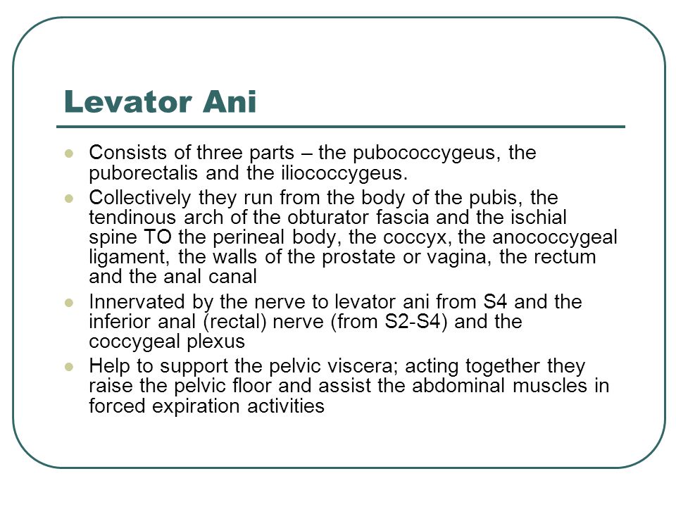 Levator Ani Consists of three parts – the pubococcygeus, the puborectalis and the iliococcygeus.