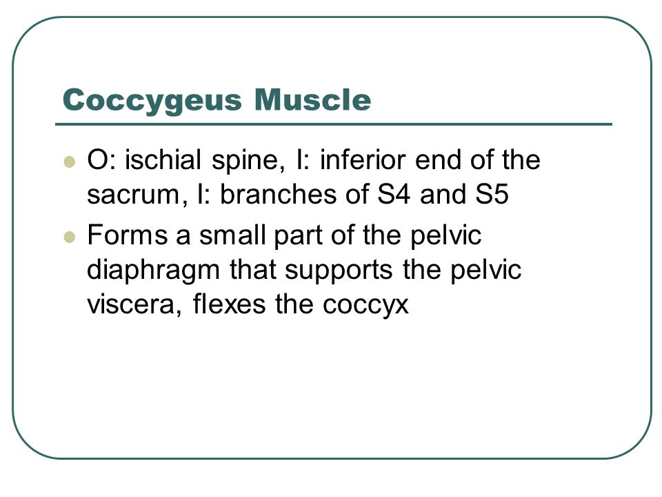 Coccygeus Muscle O: ischial spine, I: inferior end of the sacrum, I: branches of S4 and S5.