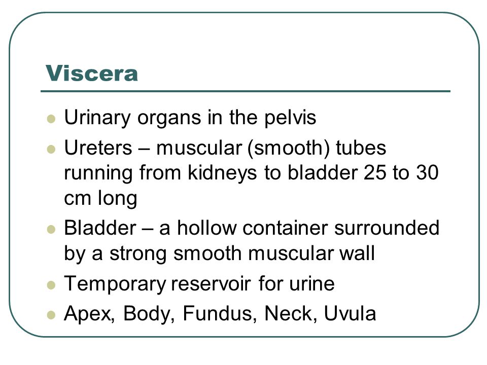 Viscera Urinary organs in the pelvis