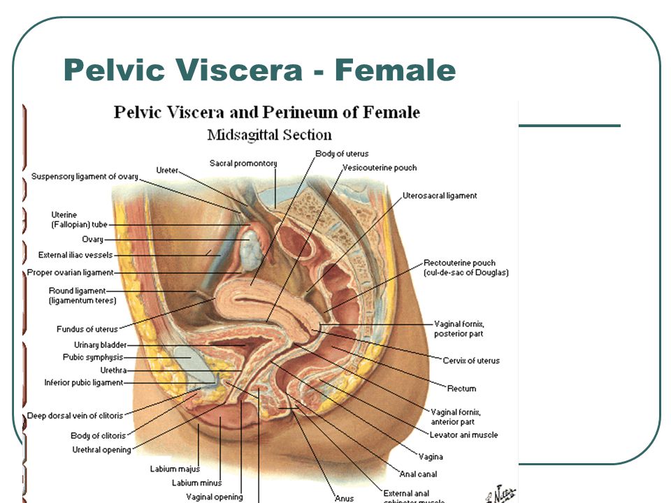 Pelvic Viscera - Female