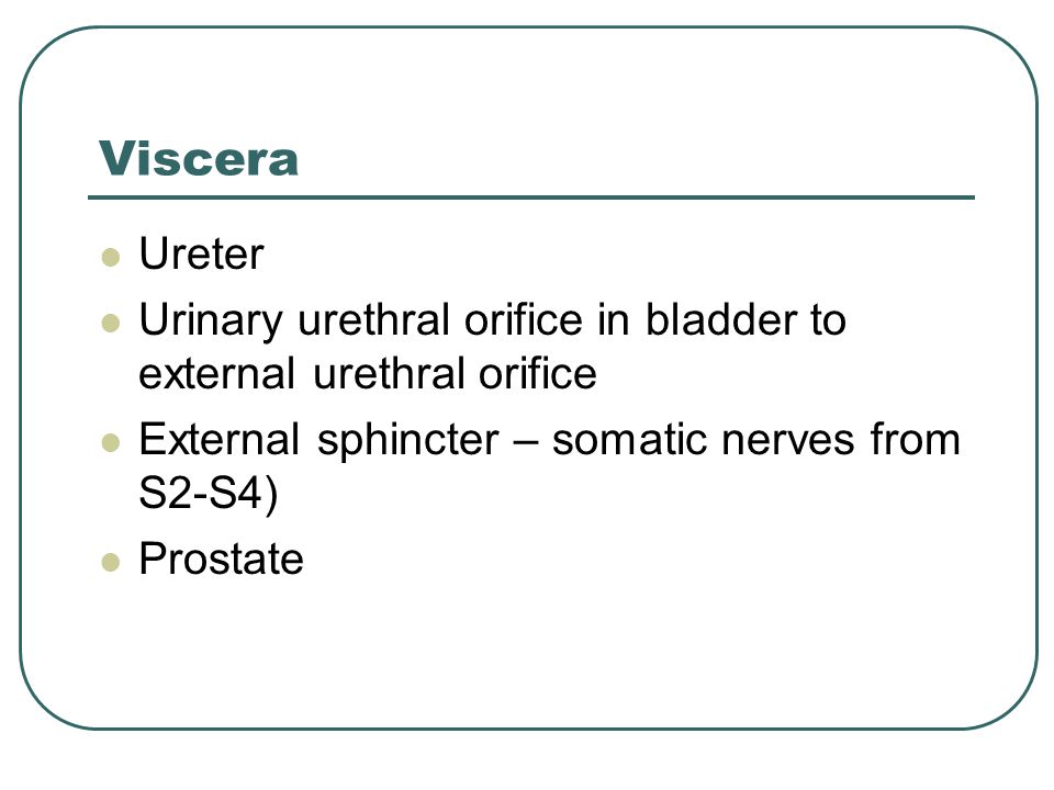 Viscera Ureter. Urinary urethral orifice in bladder to external urethral orifice. External sphincter – somatic nerves from S2-S4)