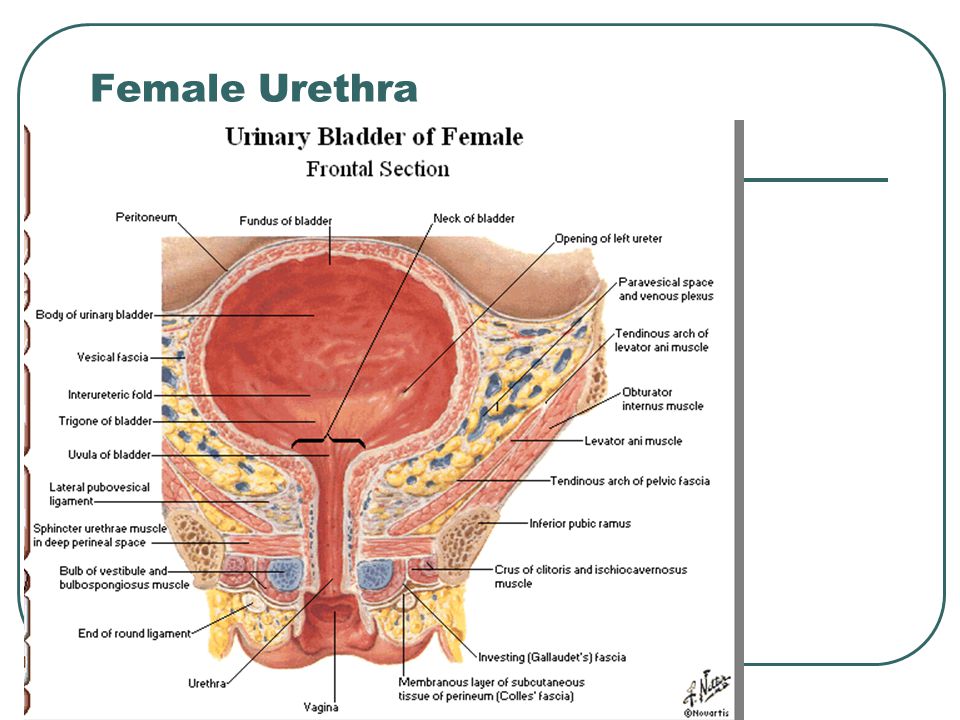 Female Urethra