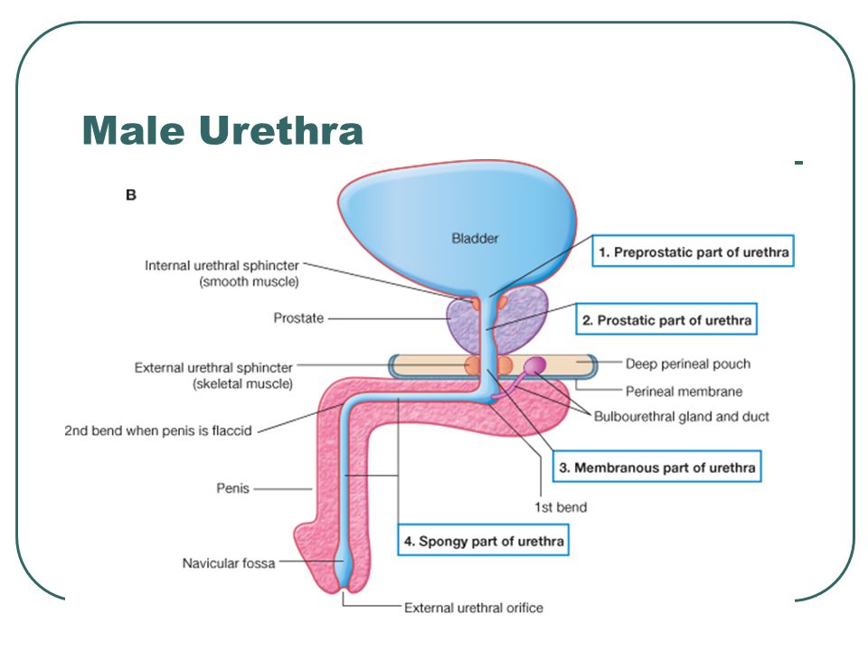 Male Urethra