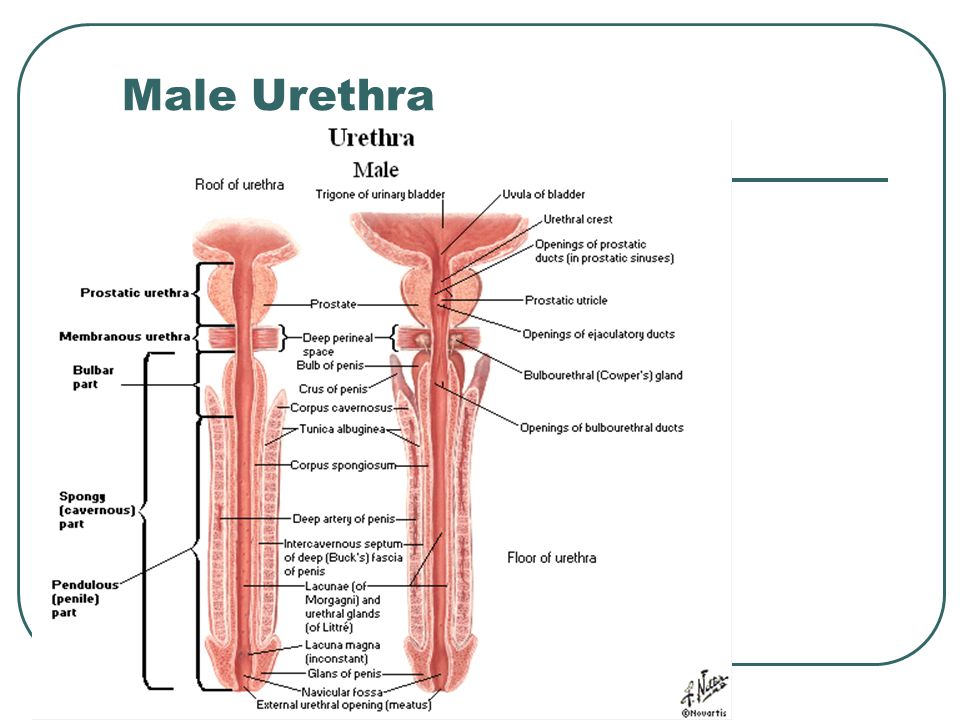 Male Urethra