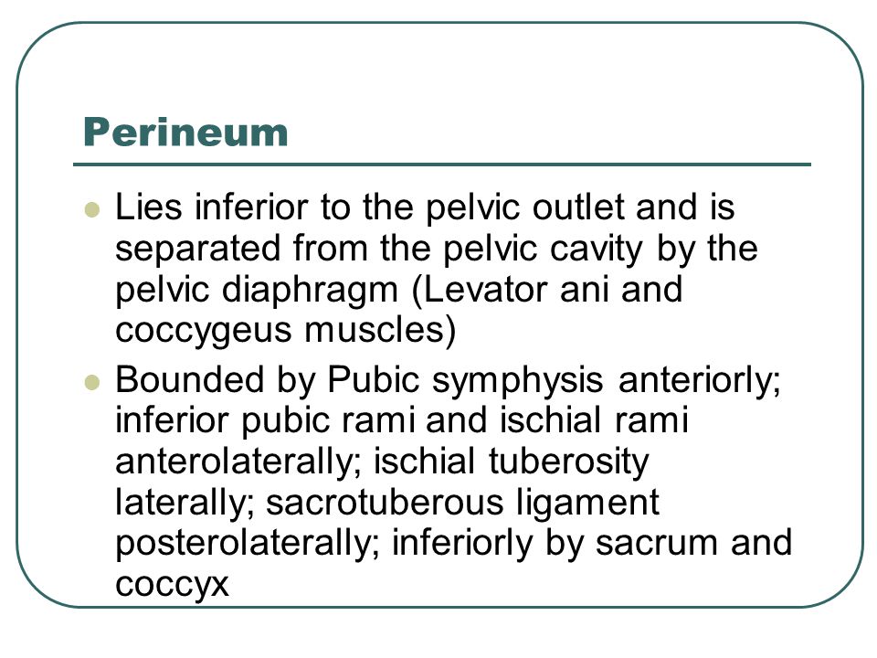 Perineum Lies inferior to the pelvic outlet and is separated from the pelvic cavity by the pelvic diaphragm (Levator ani and coccygeus muscles)