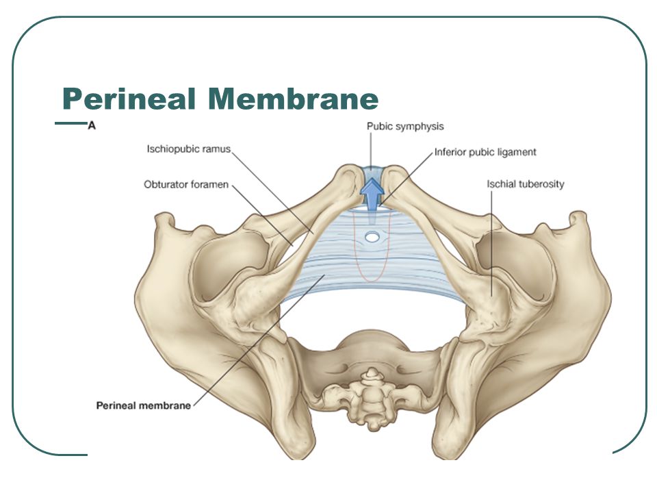 Perineal Membrane