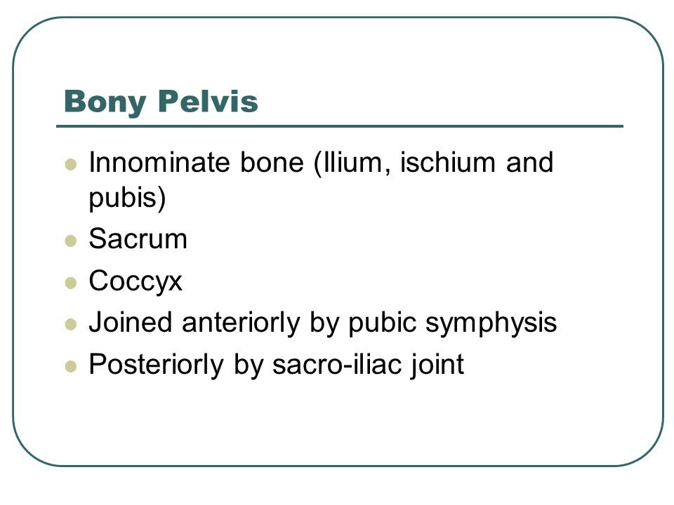 Bony Pelvis Innominate bone (Ilium, ischium and pubis) Sacrum Coccyx