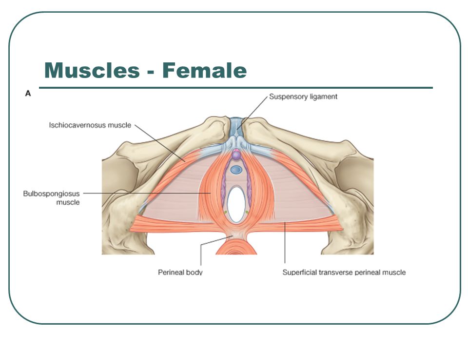 Muscles - Female