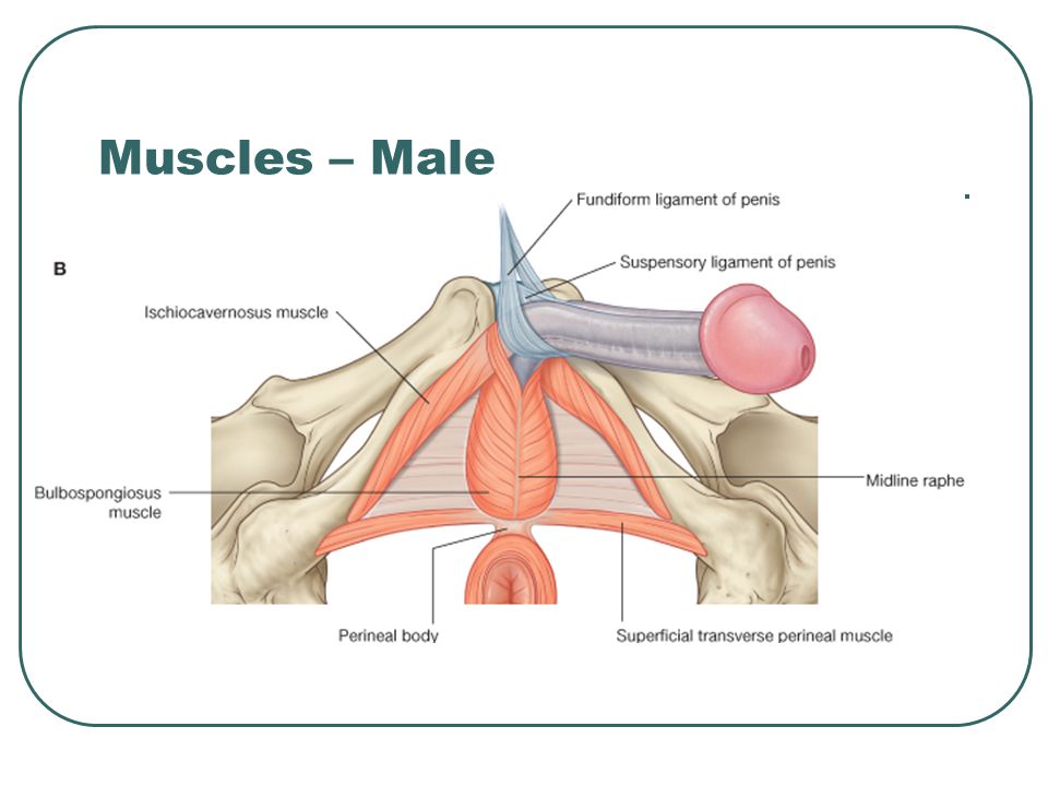Muscles – Male