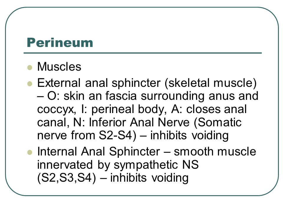 Perineum Muscles.