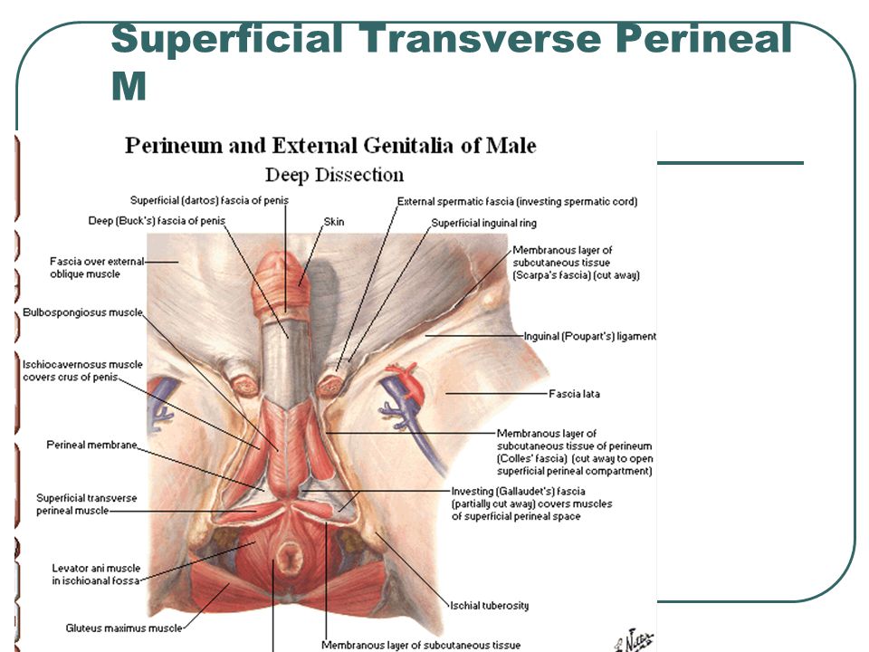 Superficial Transverse Perineal M