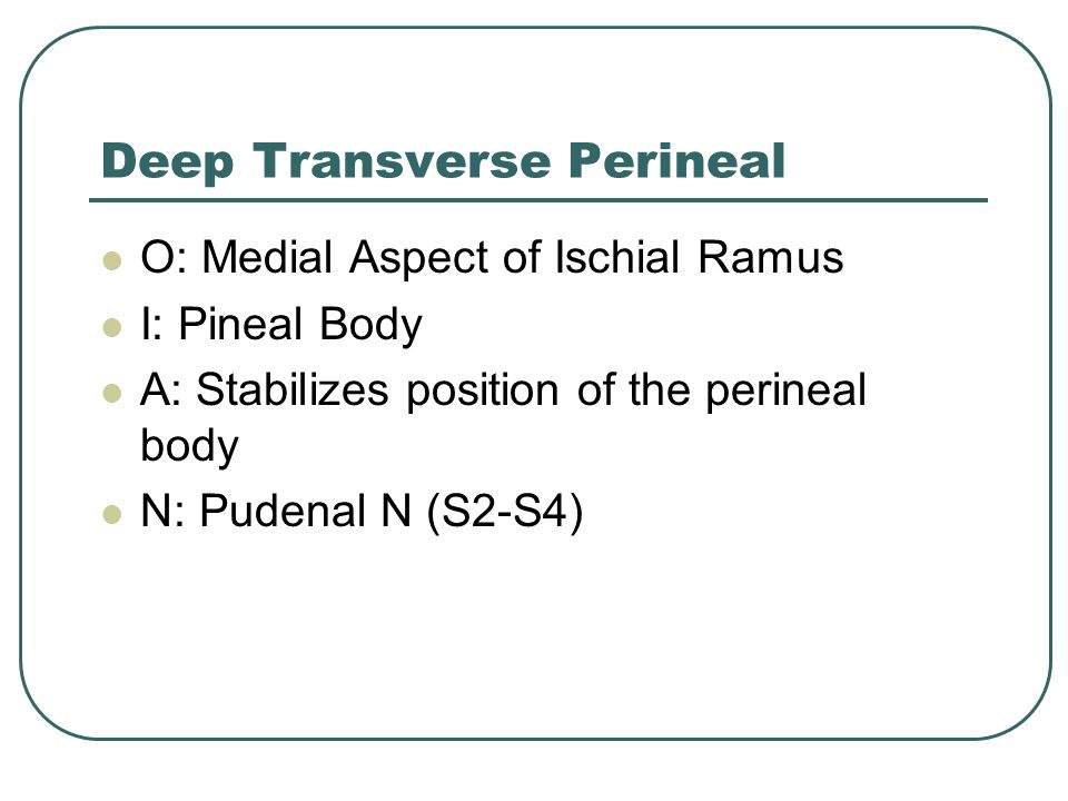 Deep Transverse Perineal