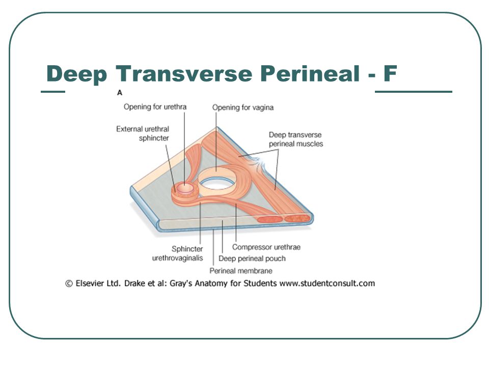 Deep Transverse Perineal - F