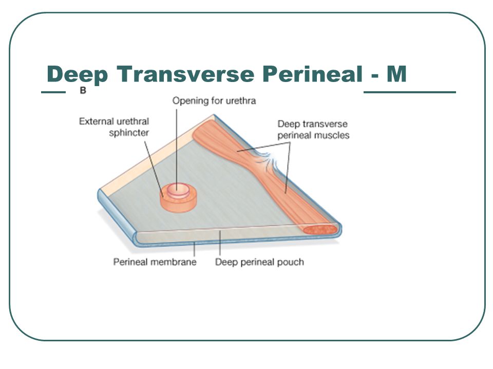 Deep Transverse Perineal - M