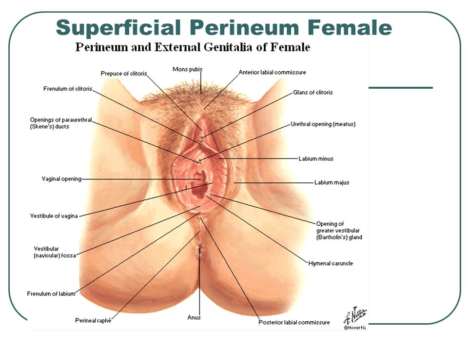 Superficial Perineum Female