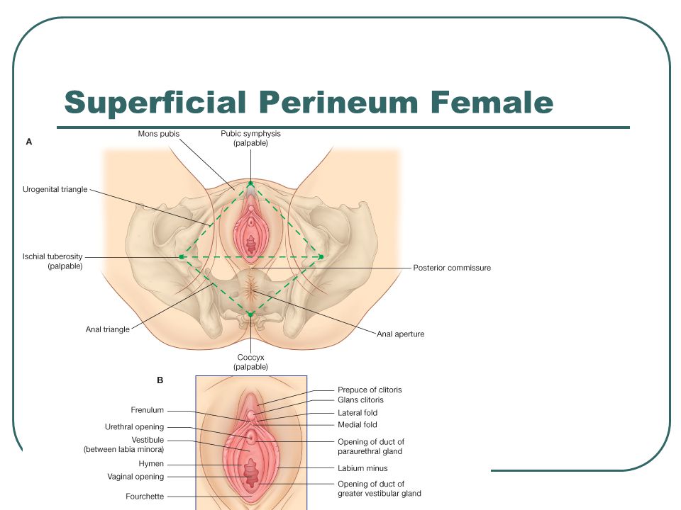 Superficial Perineum Female