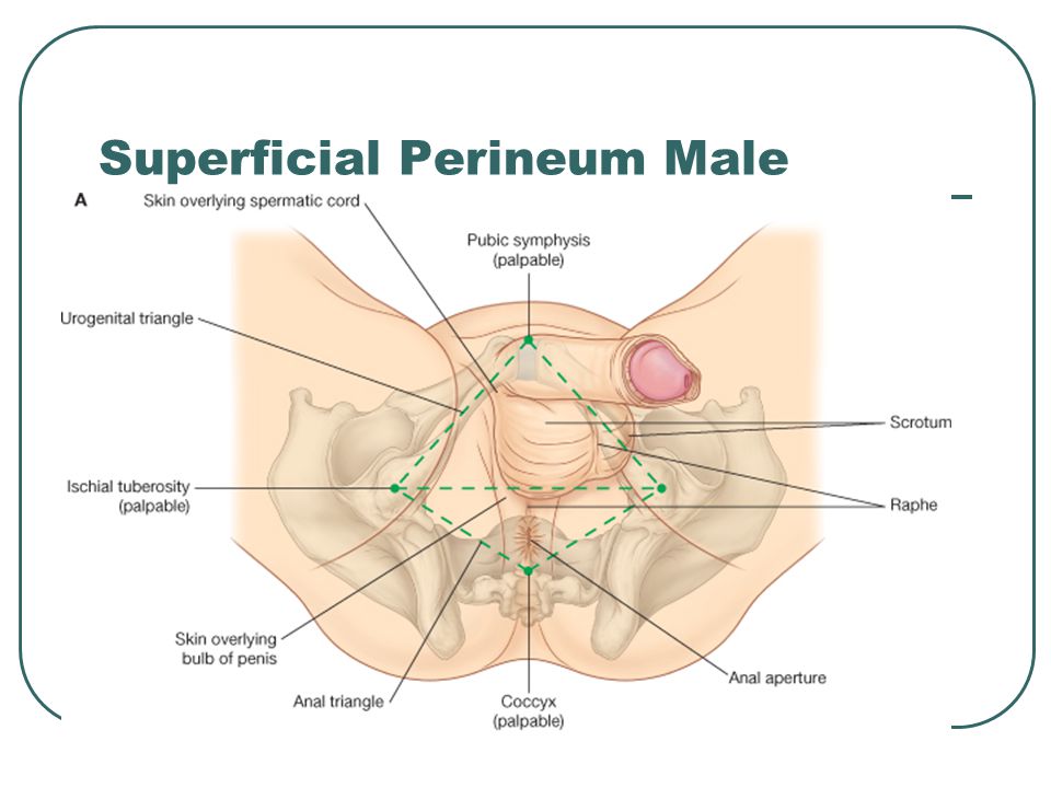 Superficial Perineum Male