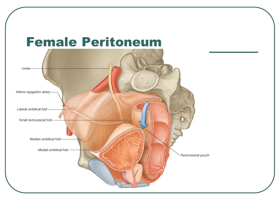 Female Peritoneum