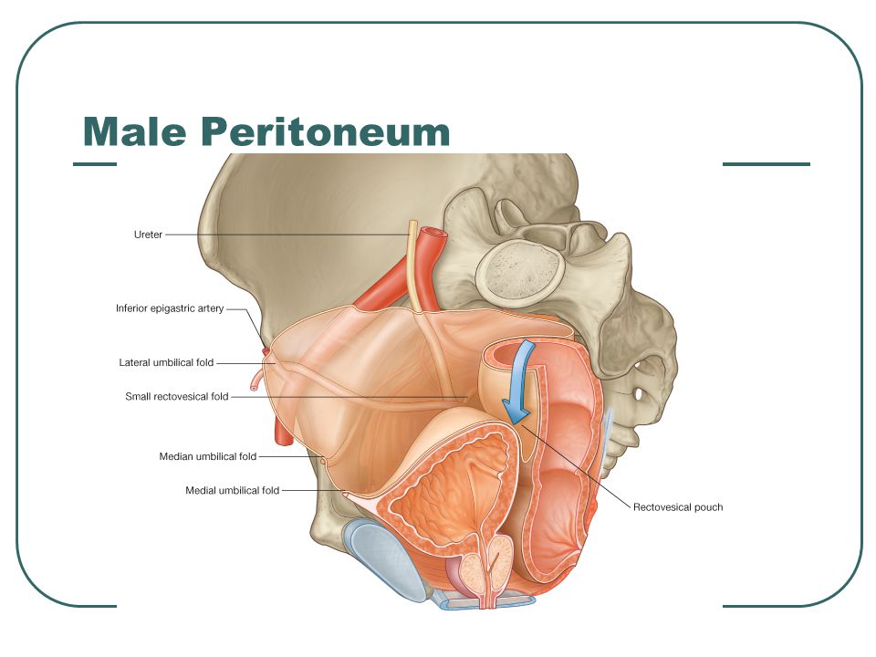 Male Peritoneum