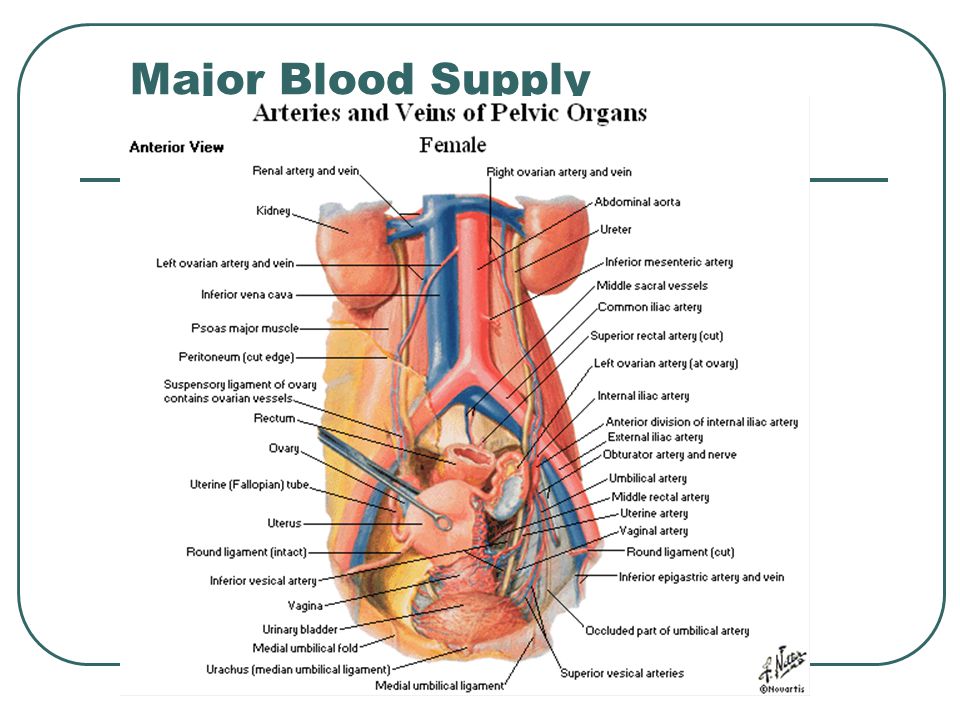 Major Blood Supply
