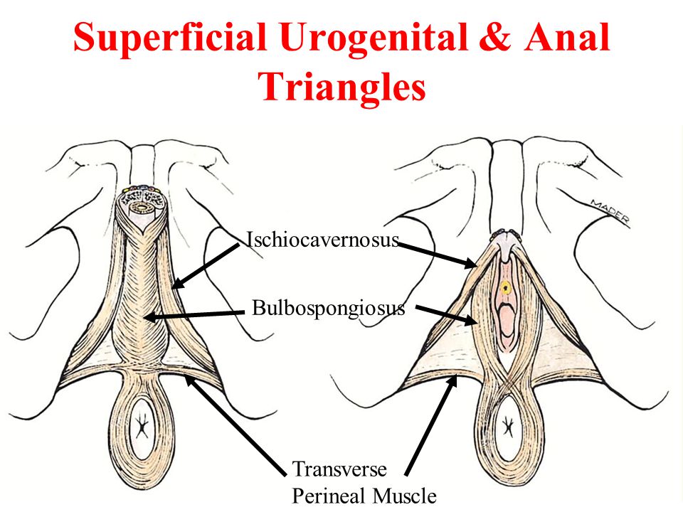 Superficial Urogenital & Anal Triangles