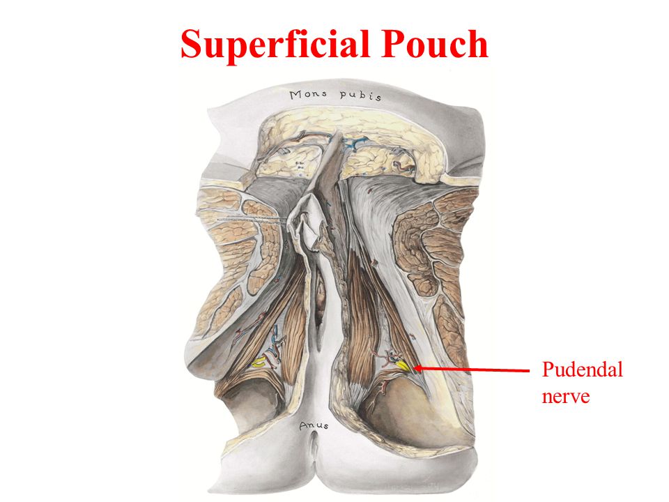 Superficial Pouch Pudendal nerve