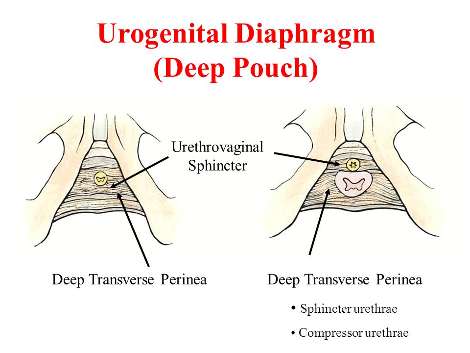Urogenital Diaphragm (Deep Pouch)
