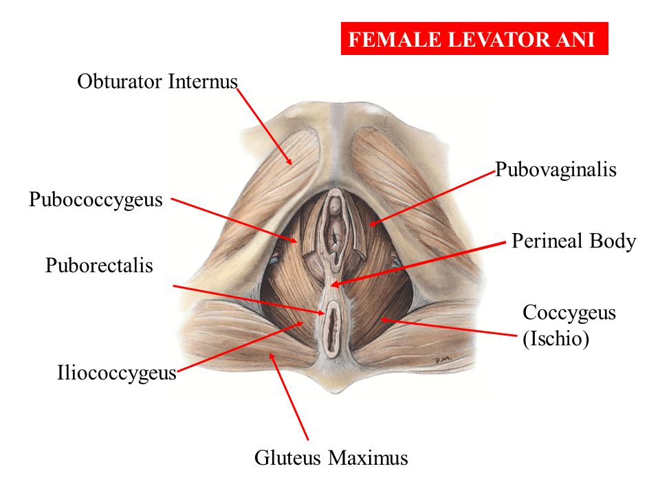 FEMALE LEVATOR ANI Obturator Internus. Pubovaginalis. Pubococcygeus. Perineal Body. Puborectalis.
