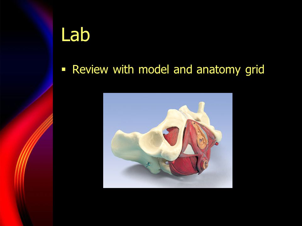 Lab Review with model and anatomy grid