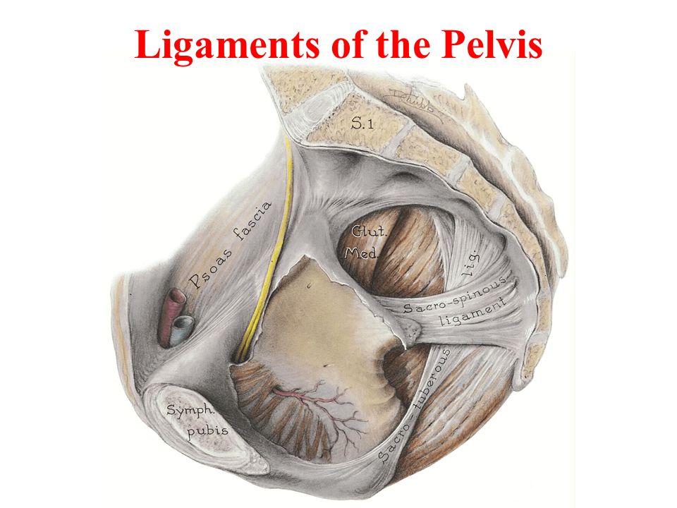 Ligaments of the Pelvis
