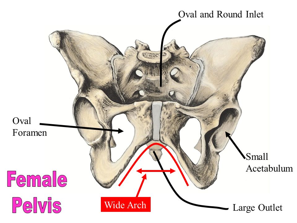 Female Pelvis Oval and Round Inlet Oval Foramen Small Acetabulum