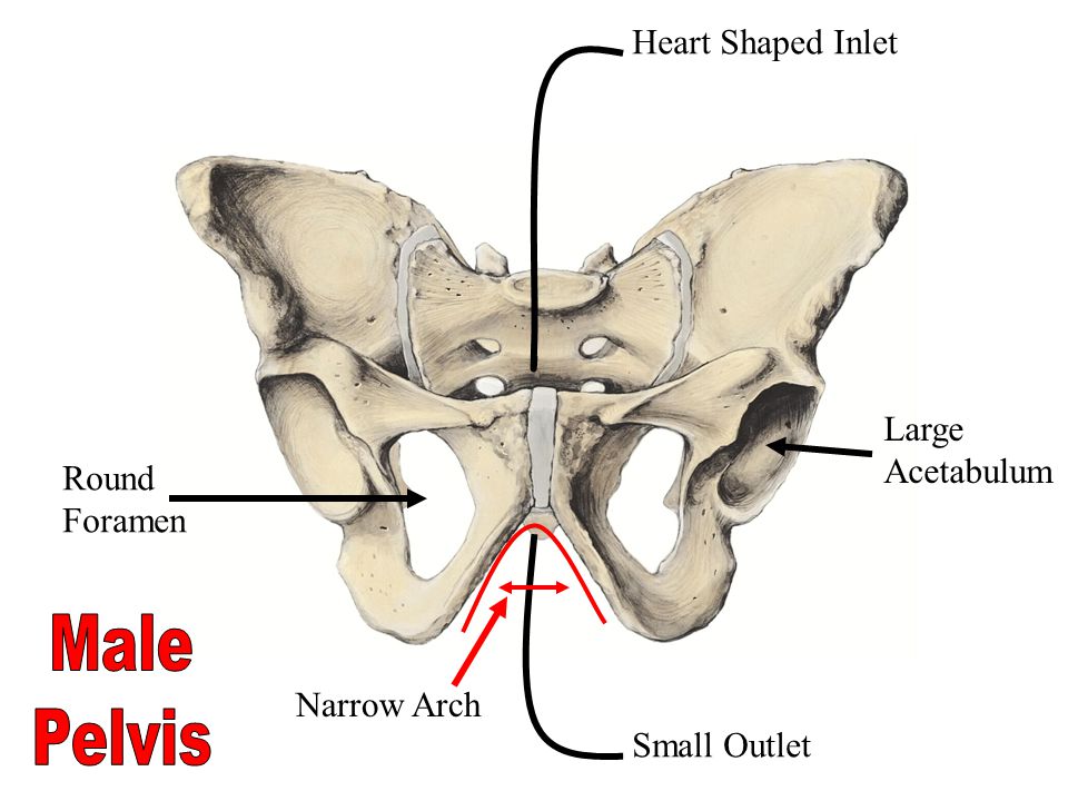 Male Pelvis Heart Shaped Inlet Large Acetabulum Round Foramen
