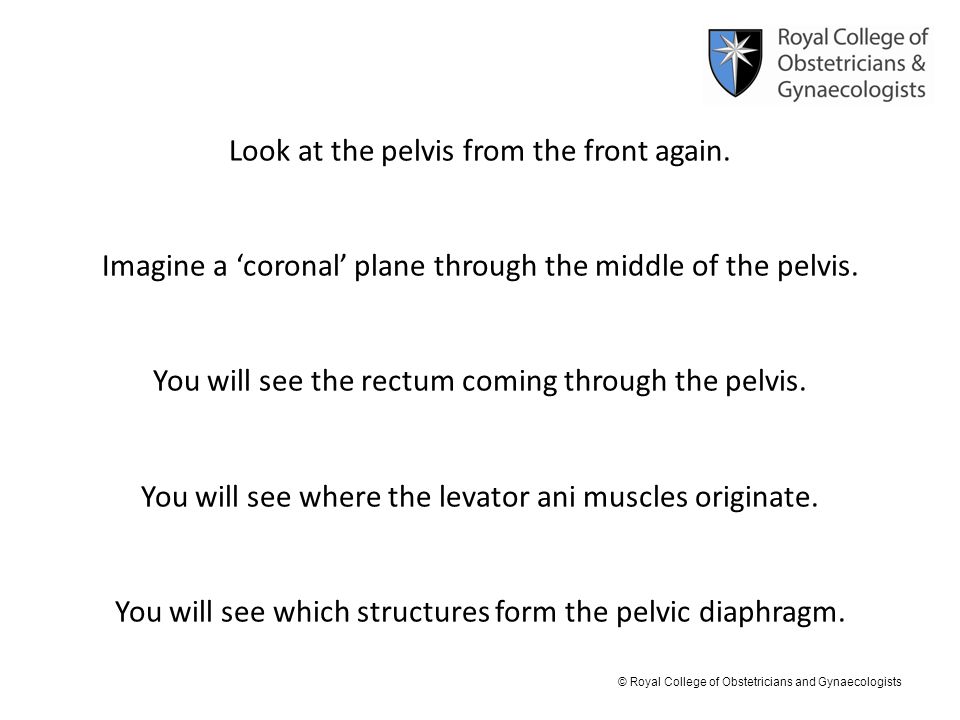Look at the pelvis from the front again.