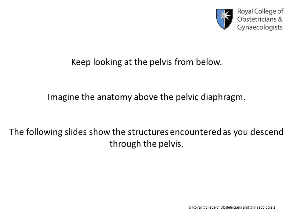 Keep looking at the pelvis from below.