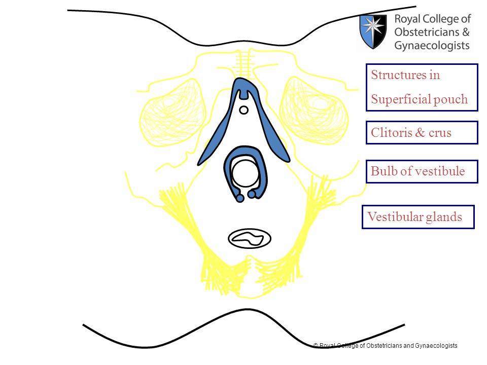Structures in Superficial pouch Clitoris & crus Bulb of vestibule Vestibular glands