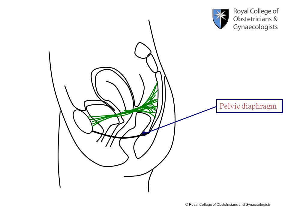 Pelvic diaphragm