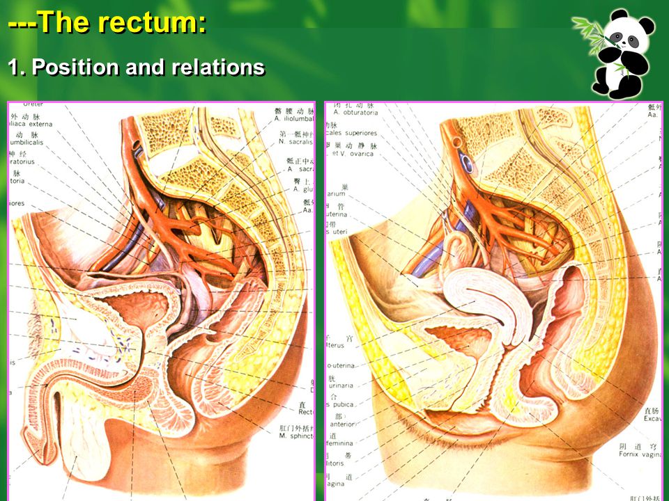 ---The rectum: 1. Position and relations