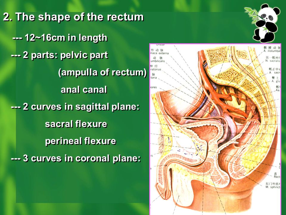 2. The shape of the rectum ~16cm in length