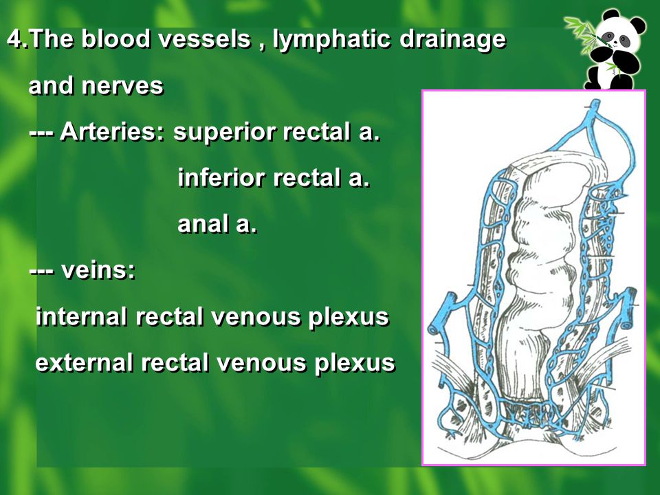 4.The blood vessels , lymphatic drainage