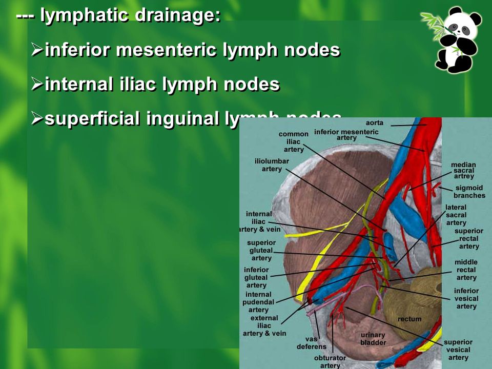 inferior mesenteric lymph nodes internal iliac lymph nodes