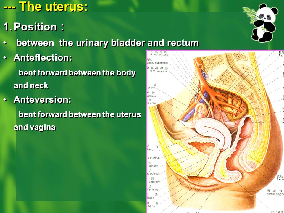 --- The uterus: Position : between the urinary bladder and rectum