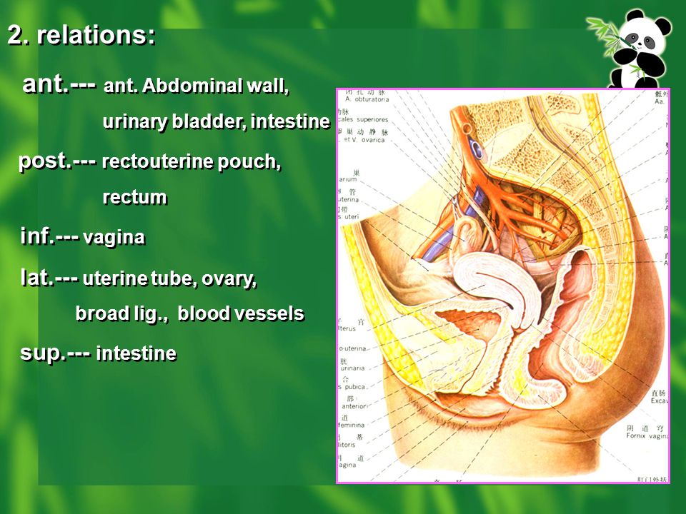 ant.--- ant. Abdominal wall,